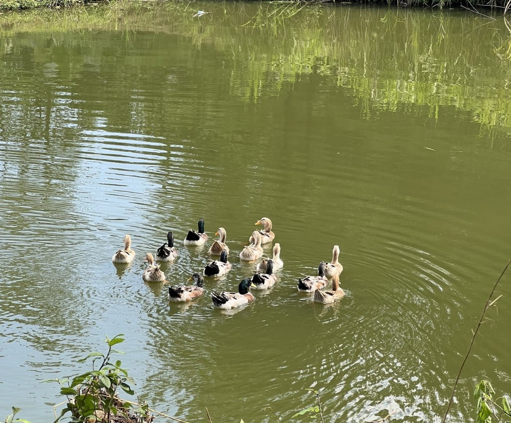 bua-com-ca-tu-chon---su-quan-tam-tham-lang-danh-cho-nguoi-lao-dong-viet-trung_690d77896e99a